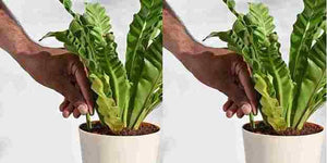 Plant Grow Fertilizer Sticks For Plants - 25 Stick Pack of 2